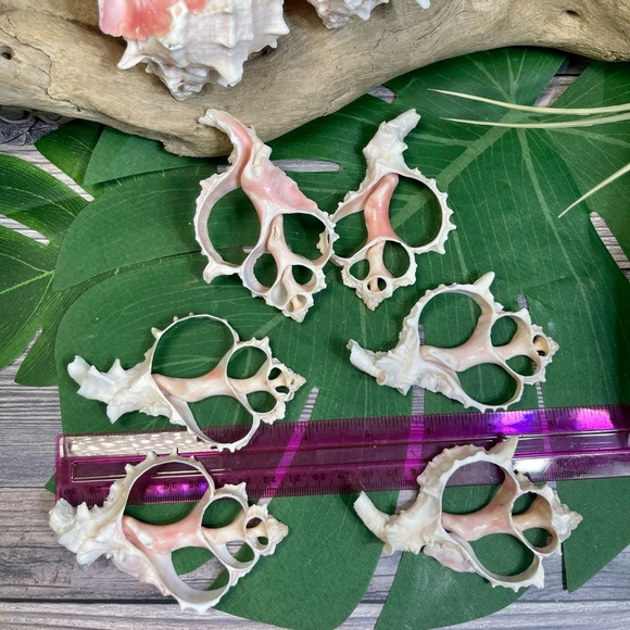 JUST IN- LG PINK MUREX CENTER CUT SHELLS SLICES DIY CRAFTING LOT - Picture 14 of 15